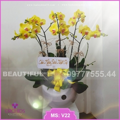 Chậu hoa lan hồ điệp Vàng 5 cành cực đẹp V22