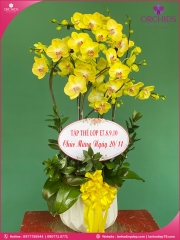 Chậu hoa lan hồ điệp vàng 5 cành V376