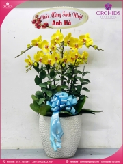 Chậu hoa lan hồ điệp vàng 6 cành V487