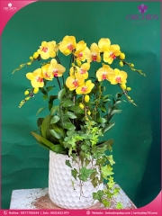 Chậu hoa lan hồ điệp vàng 6 cành V534