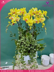 Chậu hoa lan hồ điệp vàng 7 cành V536