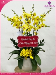 Chậu hoa lan hồ điệp vàng 8 cành V32
