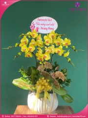 Chậu hoa lan hồ điệp vàng 8 cành V491