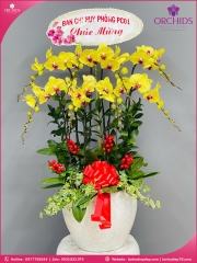 Chậu hoa lan hồ điệp vàng 8 cành V492