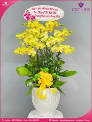 Chậu hoa lan hồ điệp vàng 8 cành V495