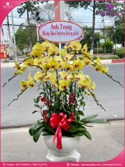 Chậu hoa lan hồ điệp vàng 9 cành V404