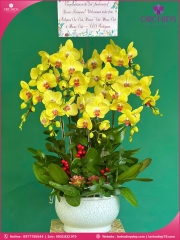 Chậu hoa lan hồ điệp vàng 9 cành V496