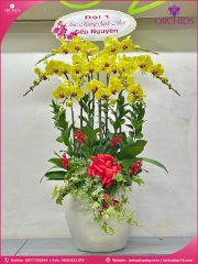 Chậu hoa lan hồ điệp vàng 9 cành V497