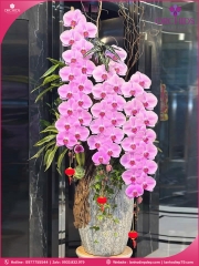 Chậu hoa lan hồ điệp vip nữ hoàng 3 cành VNH12