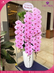 Chậu hoa lan hồ điệp vip nữ hoàng 5 cành VNH13