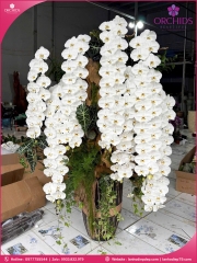 Chậu hoa lan hồ điệp vip nữ hoàng 8 cành VNH15