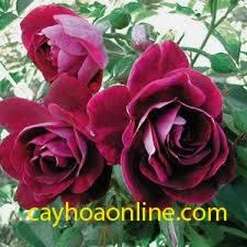 Tree rose burgundy iceberd