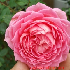 Hoa hồng JUBILEE CELEBRATION