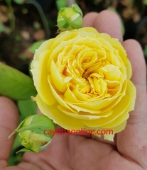 Hoa hồng catalina