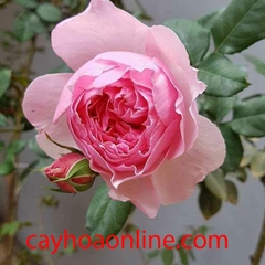 Hoa hồng ECKART WITZIGMANN