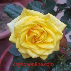 Hoa hồng tera (teraza) vàng
