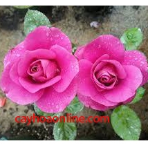 Hoa hồng Tera (teraza) tím