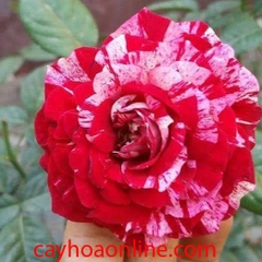 Hoa hồng julio