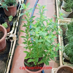 Cây cỏ ngọt (stevia rebaudiana)