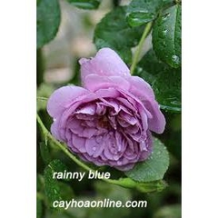 Hồng bụi rainy blue giâm cành