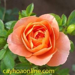 Tree rose teraza cam