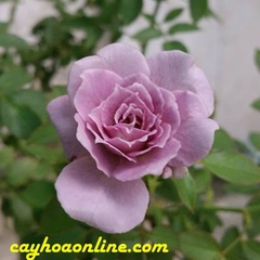 Tree rose laveder crystal