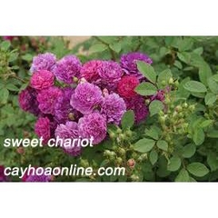 Hồng bụi sweet chariot giâm cành