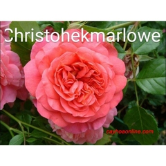 Hồng christopher marlowe