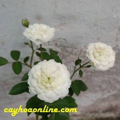 Tree rose tiểu tuyết (bạch nhài)