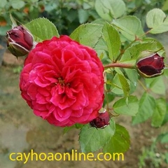 Tree rose red leonado de vincy