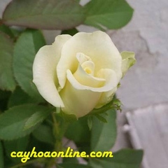 Tree rose bạch Pháp