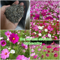 Hạt giống hoa sao nhái (cosmos) gói 200 hạt mix 18 màu