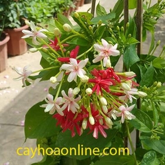 Hoa giun kép (hoa kẹo ngọt)