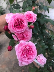 Hoa hồng BISHOP CASTLE