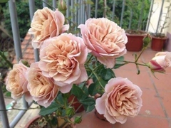 Hoa hồng coffee iori