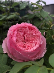 Hoa hồng carey