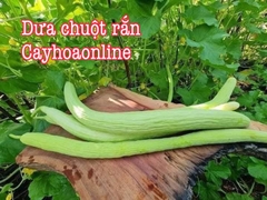 Hạt giống dưa chuột rắn f1 gói 30 hạt nhập Thái Lan