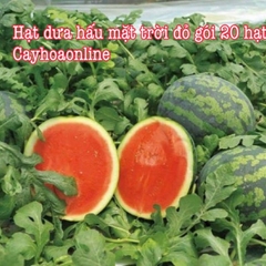 Hạt giống dưa hấu mặt trời đỏ gói 20 hạt nhập Thái Lan (watermelon) dưa hấu siêu ngọt