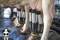 Hướng dẫn kỹ thuật sử dụng máy vắt sữa bò