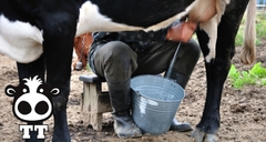 Hướng dẫn cách vắt sữa bò đúng kỹ thuật