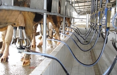 Nơi bán sữa bò mới vắt uy tín, giao tận nơi giá tốt