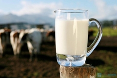 Sữa bò tươi nguyên chất 100% tại nhà vườn Củ Chi