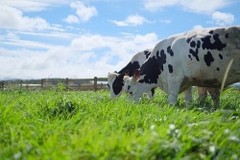 Người Việt ngày càng chuộng sữa bò sạch. Đâu là lý do?