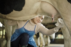 Sữa bò tươi có tốt không? Sự thật bạn nên biết trước khi sử dụng