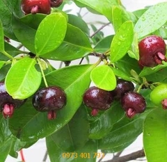 Cây giống Cherry Brazil