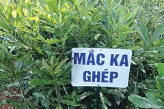 Cây Giống Mắc Ka Ghép