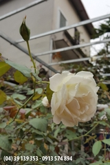 Hoa hồng Bạch cổ