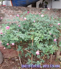 Hoa hồng cổ SaPa