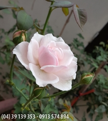 Hoa hồng Vân Khôi (hồng Cung Phủ)