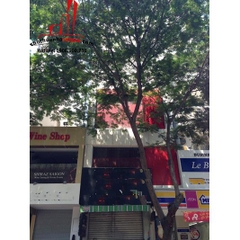 cần cho thuê nhà nguyên căn khu phố tây, mặt tiền đường mạc thi bưởi quận 1, giá 6000$/tháng